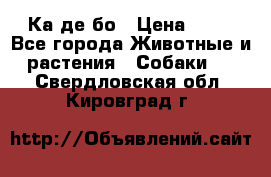 Ка де бо › Цена ­ 25 - Все города Животные и растения » Собаки   . Свердловская обл.,Кировград г.